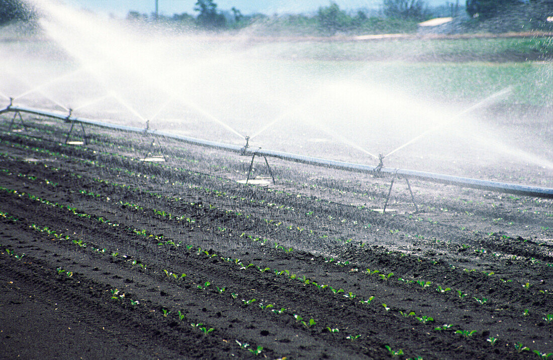 Spray Irrigation, Market Garden