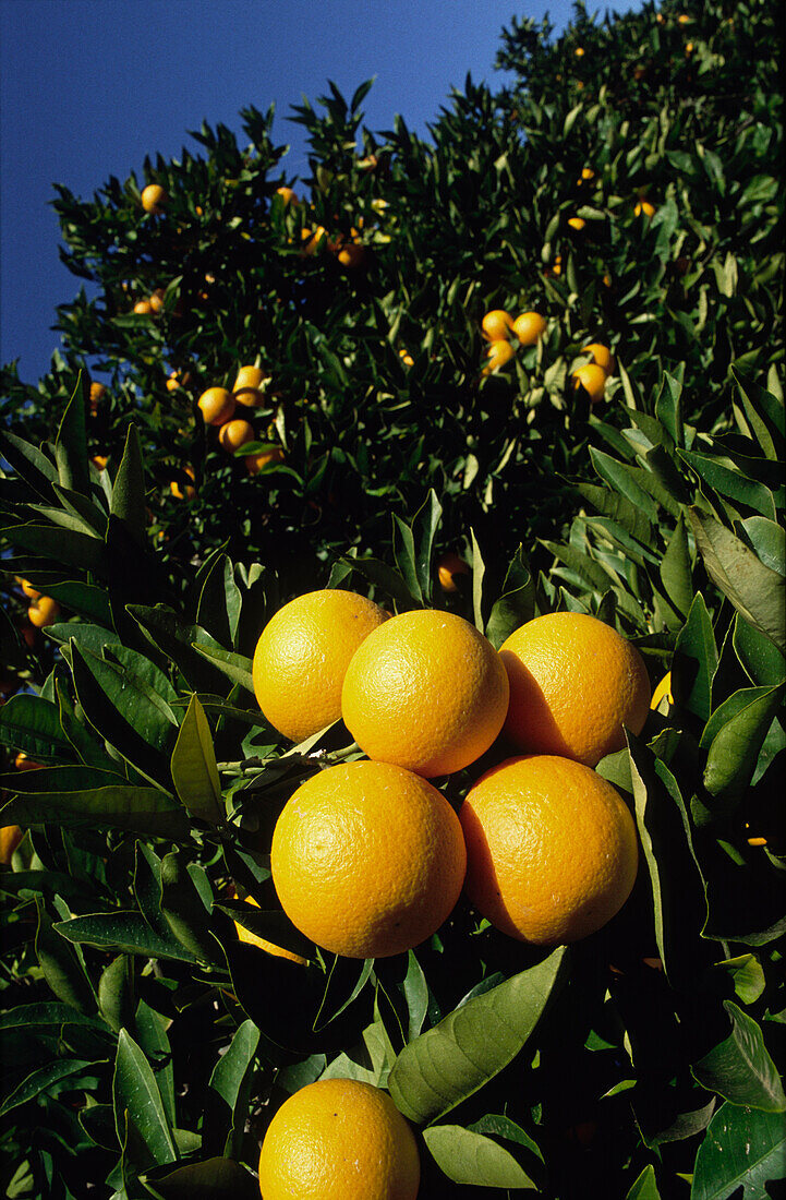 Orangenhain, Orangen am Baum