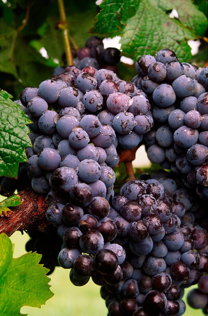 Red Grapes Growing on Vine