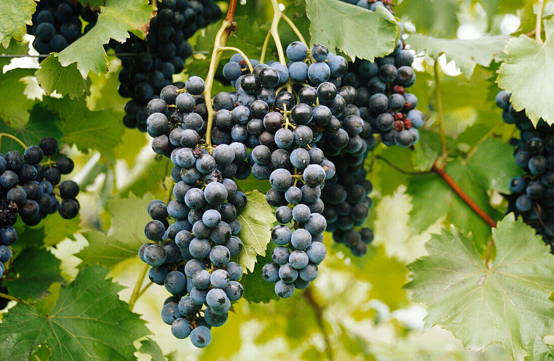 Red Grapes Growing on Vine