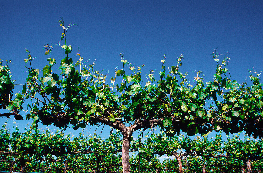 Weinberg, Nahaufnahme einer Weinrebe, Mudgee, Australien
