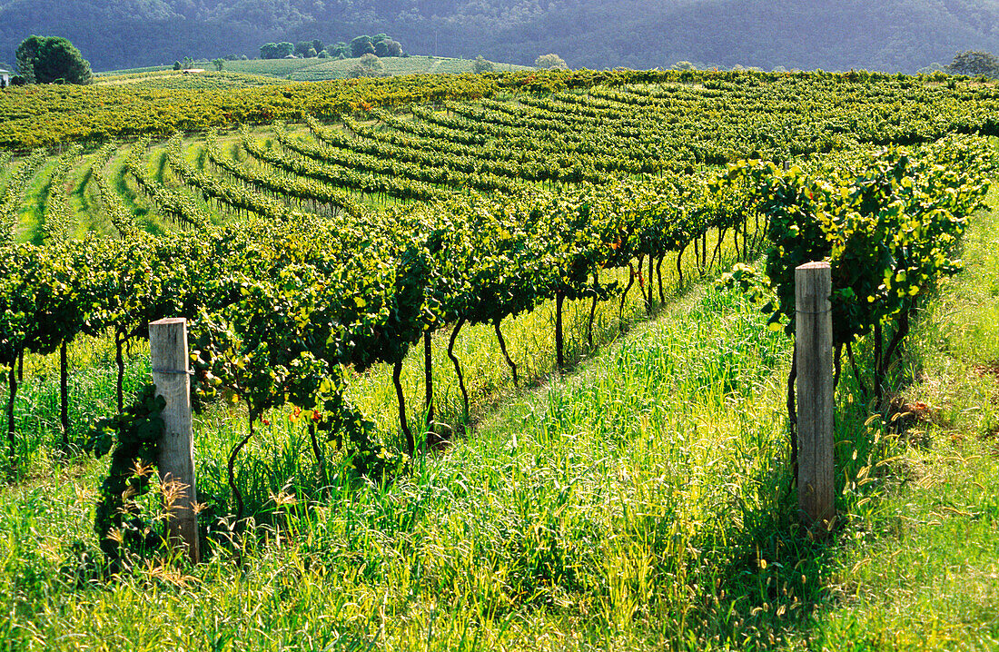Vineyard, Grape Vines, Hunter Valley, Australia