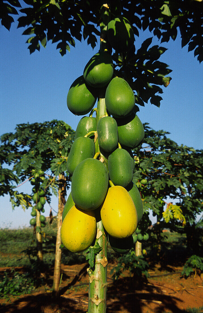 Paw Paw Plantation, Australia