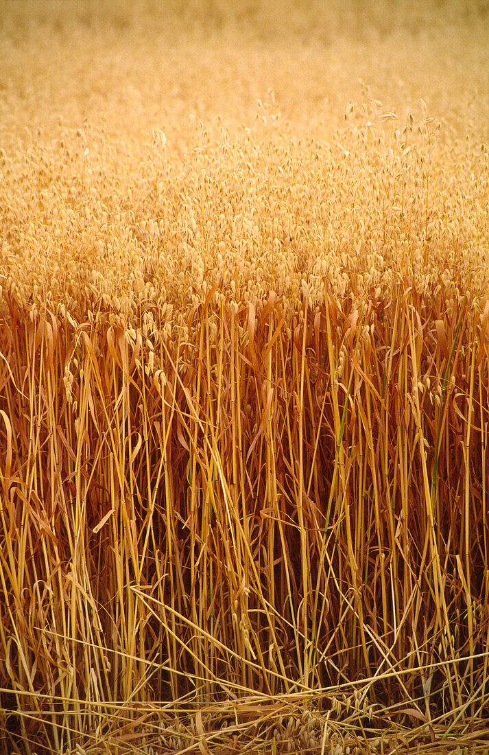 Oats Crop Ready for Harvest, Close-Up, Australia