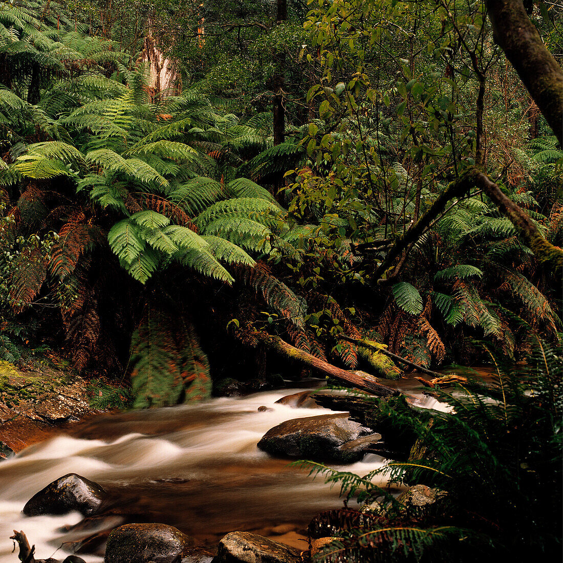 Stream in Rainforest