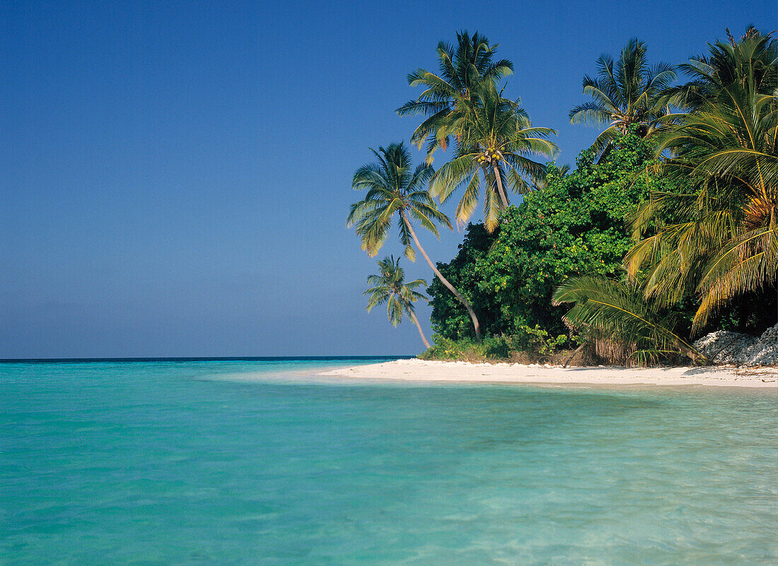 Tropical Seascape, Coconut Palm Trees on Beach