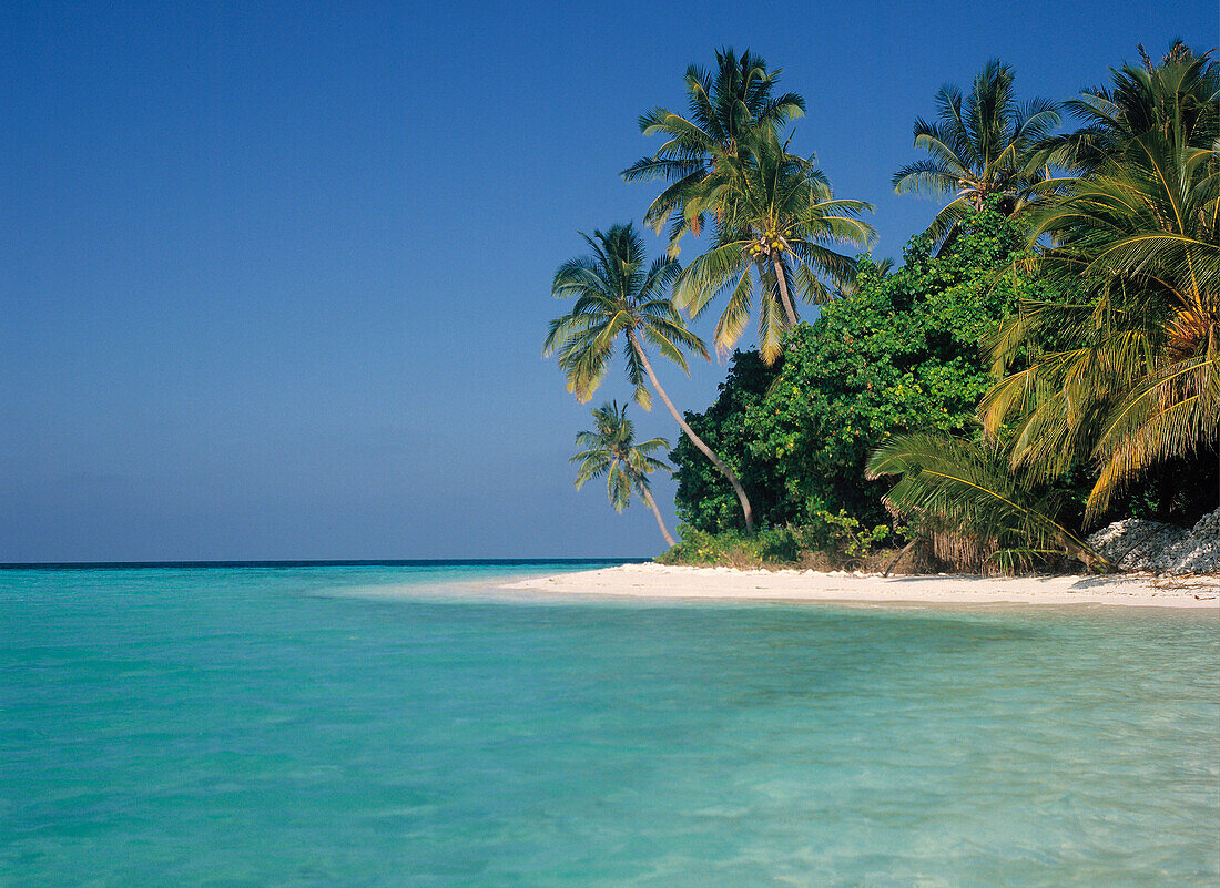 Tropical Seascape, Coconut Palm Trees on … – License image – 13891046 ...