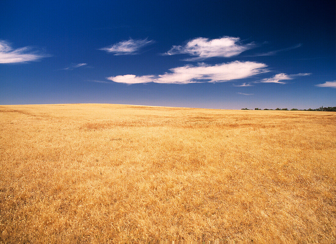 Landscape, Dry Grass Covered Plain