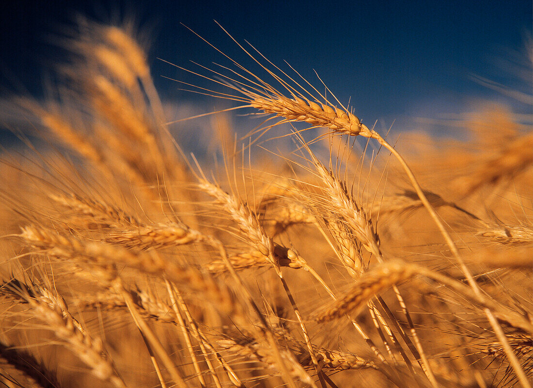 Wheat Crop Ready for Harvesting