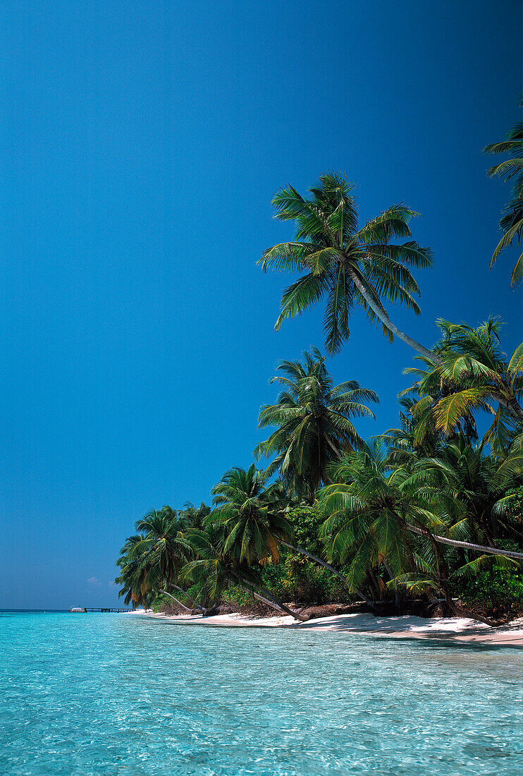 Tropical Seascape, Coconut Palm Trees on Beach