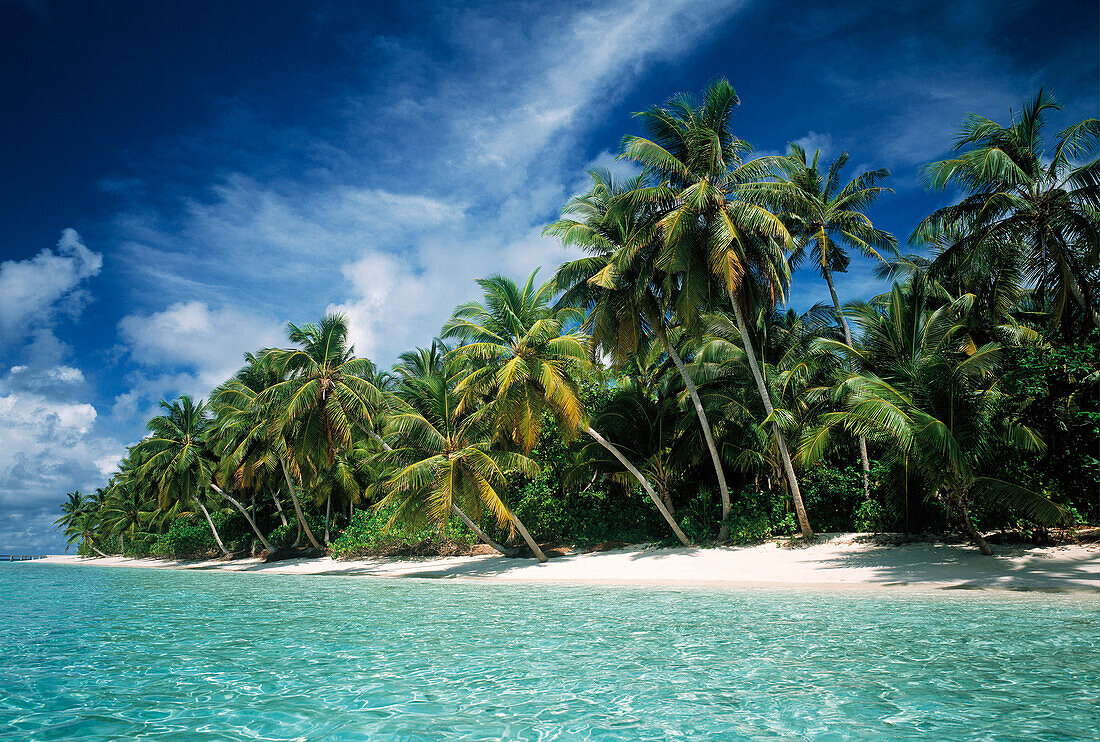 Tropische Meereslandschaft, Kokosnusspalmen am Strand