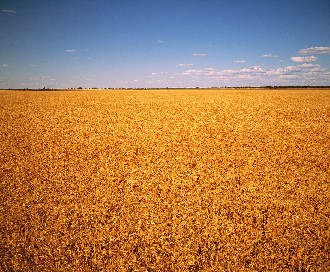 Erntefertige Weizenernte, Australien