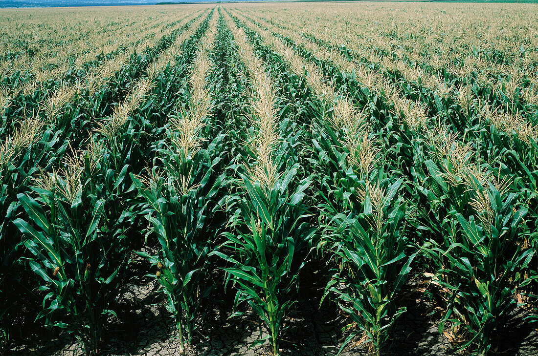 Corn Field, Australia