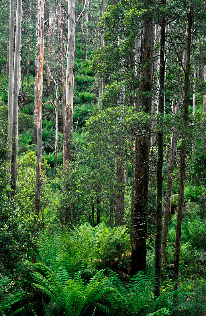Temperate Rainforest, Australia