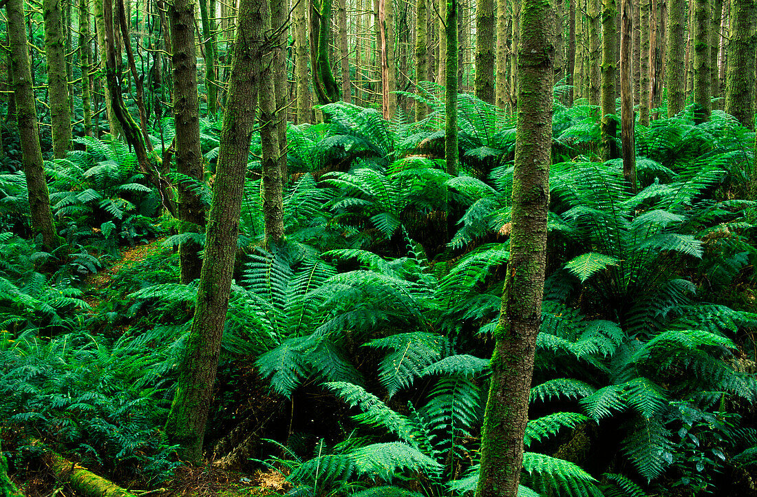 Temperate Rainforest, Otway National Park, Australia