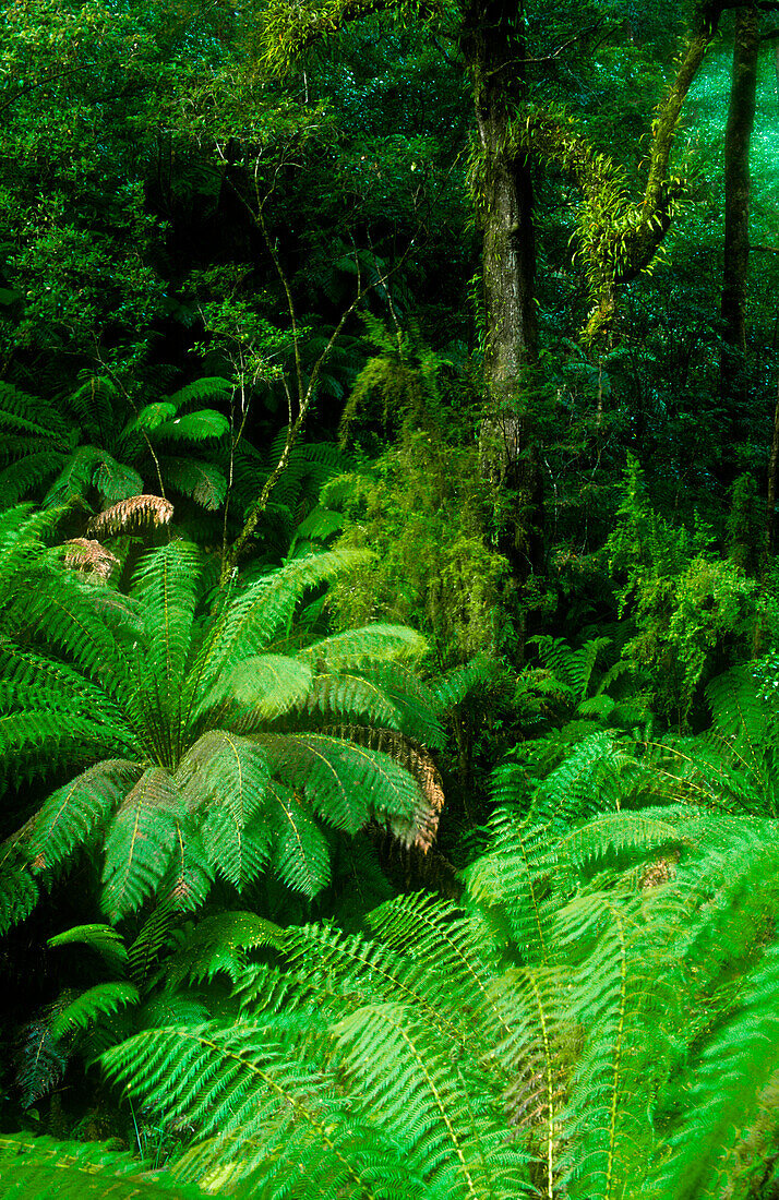 Gemäßigter Regenwald, Otway National Park, Australien