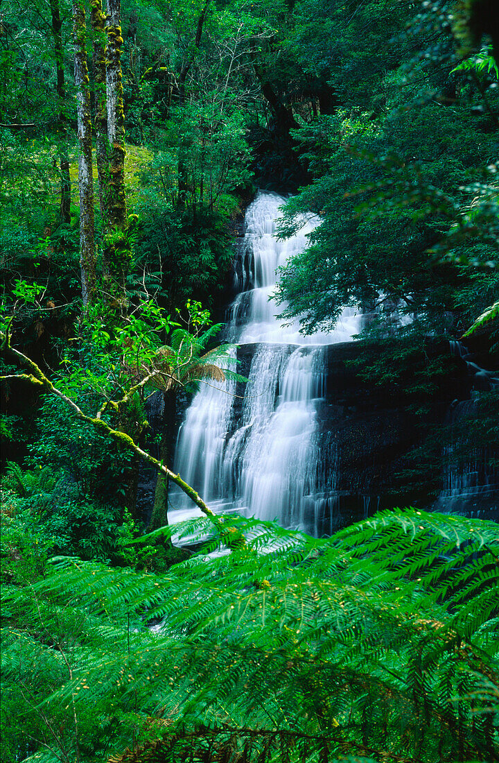 Drillingsfälle, gemäßigter Regenwald, Otway National Park, Victoria, Australien