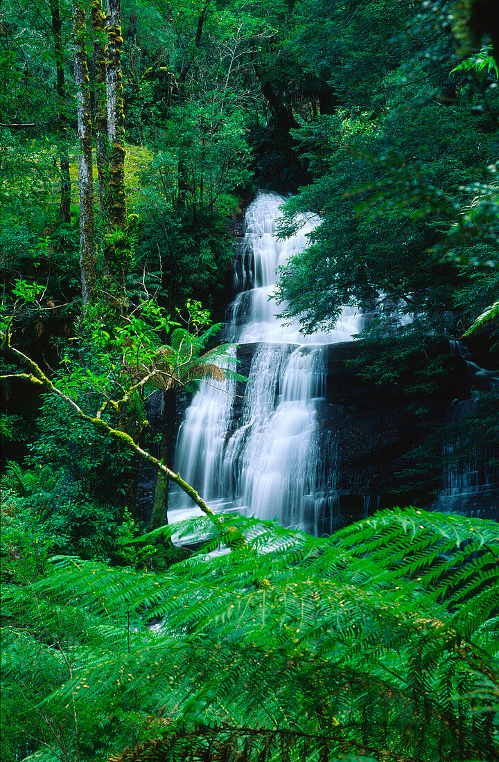 Triplet Falls, Temperate Rainforest, … – License image – 13891426 ...