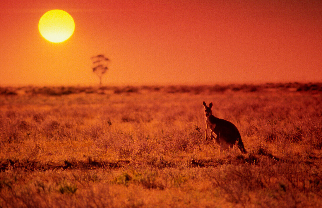 Stehendes Känguru auf baumloser Ebene bei Sonnenuntergang, Australien