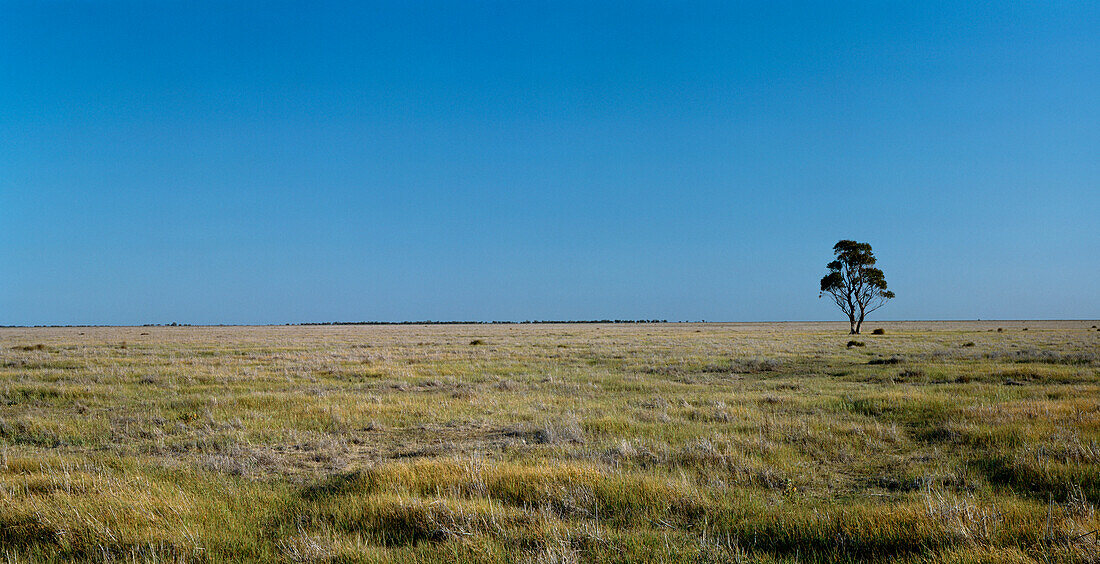 Einsamer Baum, Willandra National Park, Neusüdwales, Australien