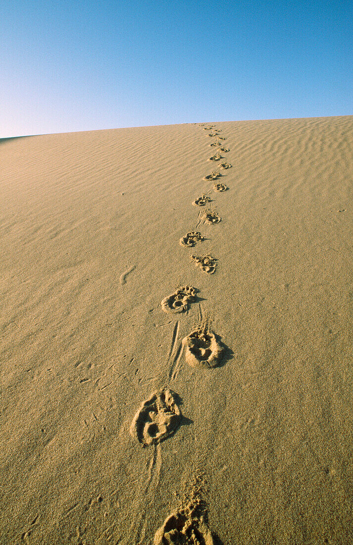 Footsteps on Sand Dune, Desert