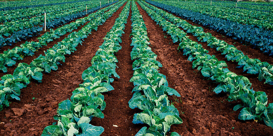 Cauliflowers, Market Garden