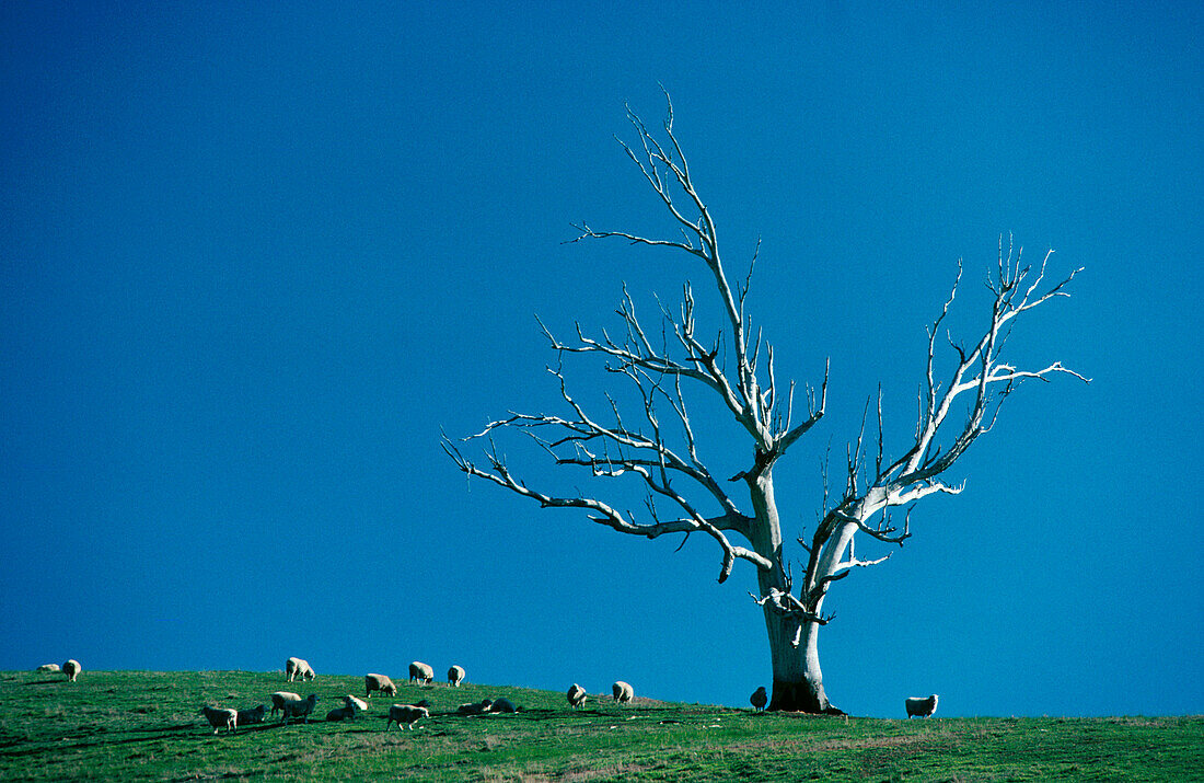 Einsamer toter Baum auf grünem Hügel mit blauem Himmel dahinter