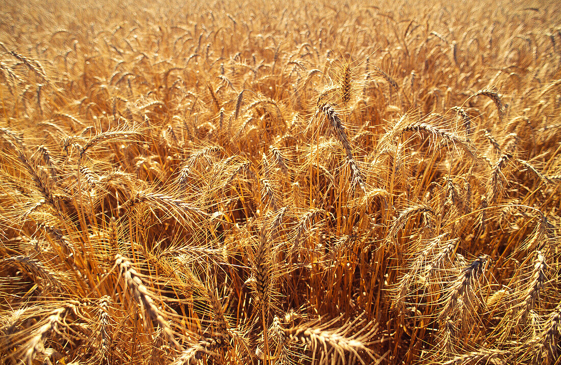 Wheat, Australia