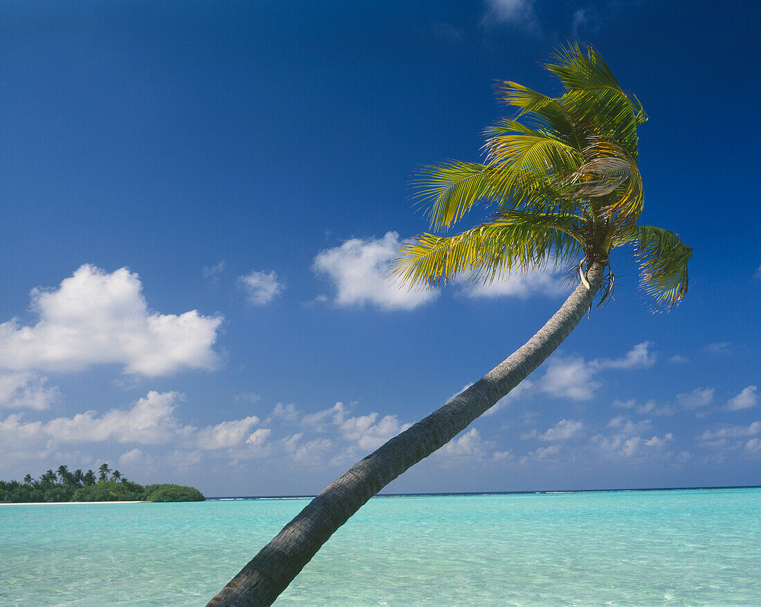 Palme auf tropischer Insel