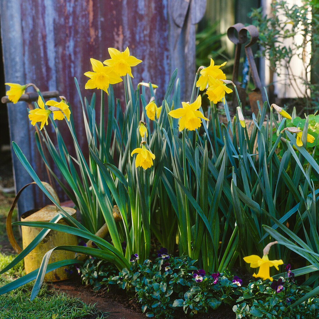 Daffodils in Garden