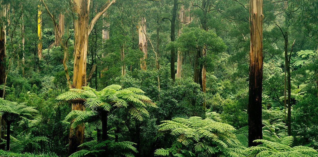 Baumfarne und Eukalyptusbäume, Sherbrook Forest, Australien