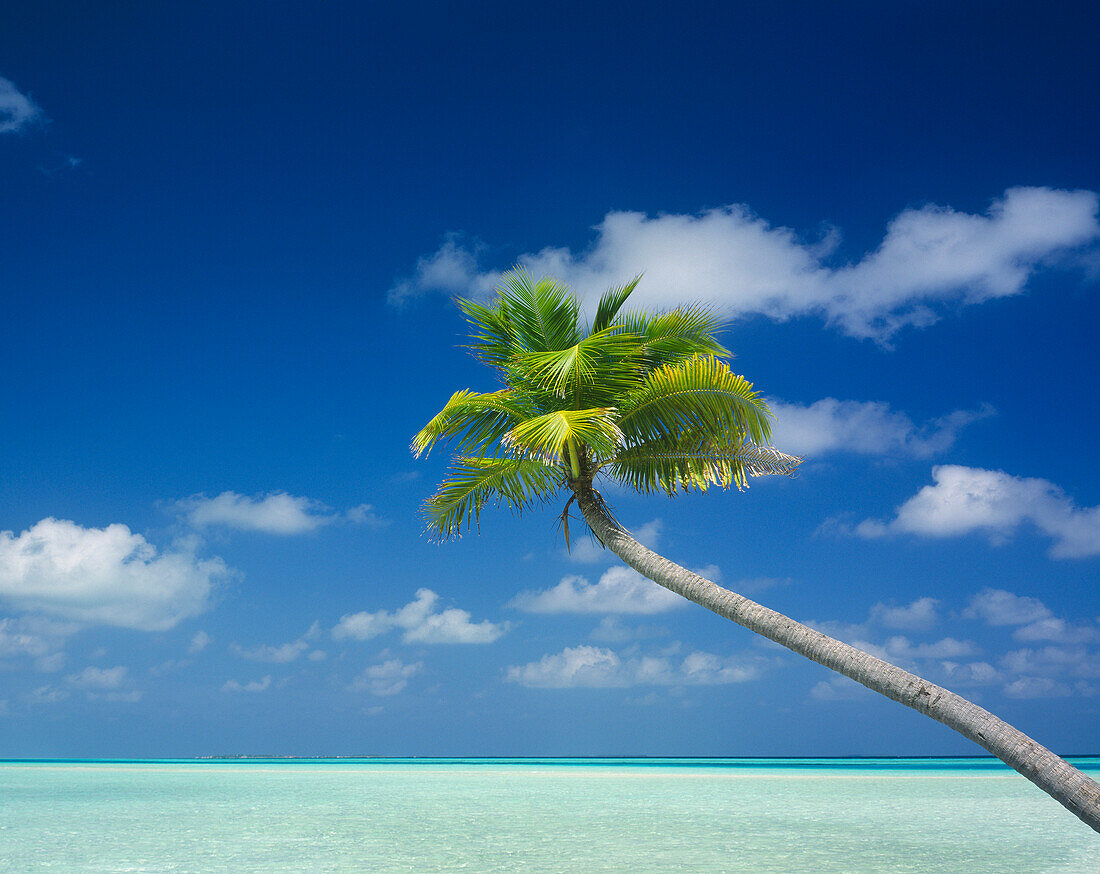 Einsame Palme und Meer