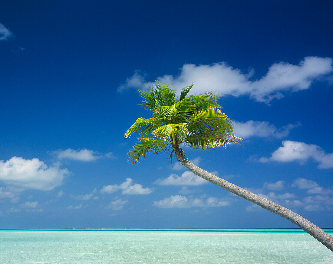 Lone Palm Tree and Ocean