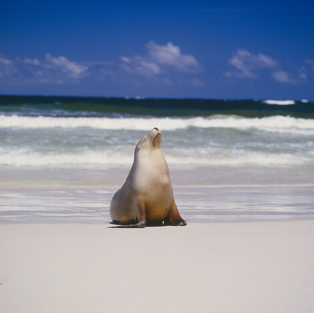 Seal, Kangaroo Island, Australia