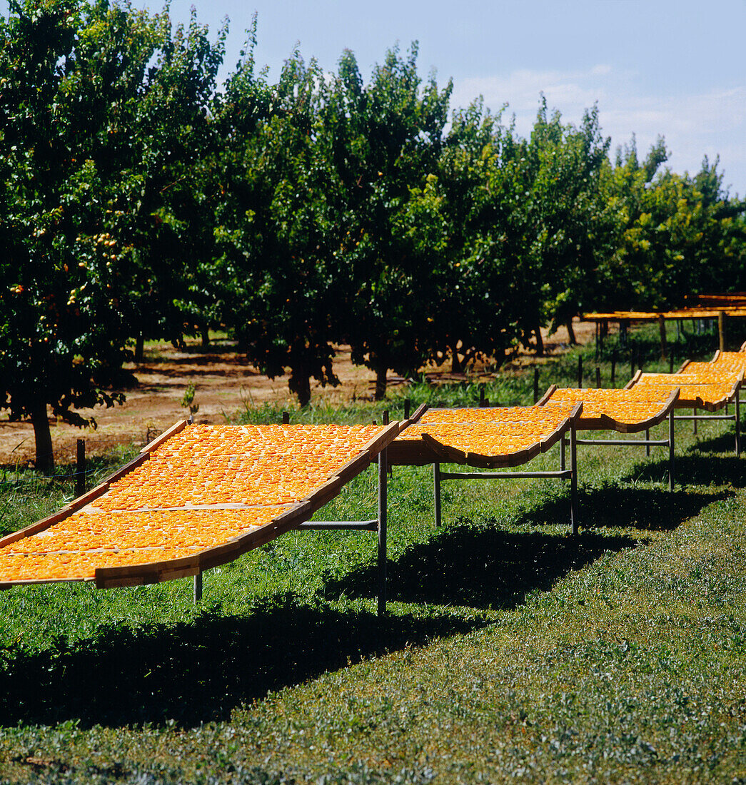 Aprikosen auf Trocknungsständern