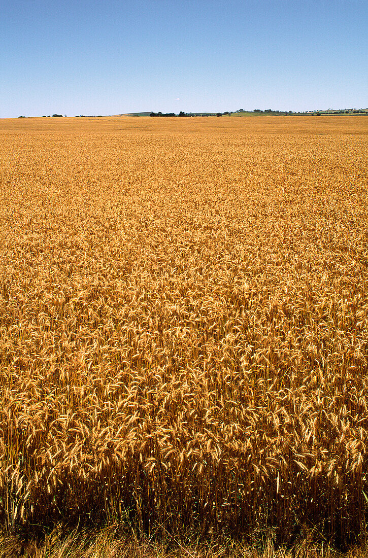 Wheat Crop Ready for Harvest, Australia