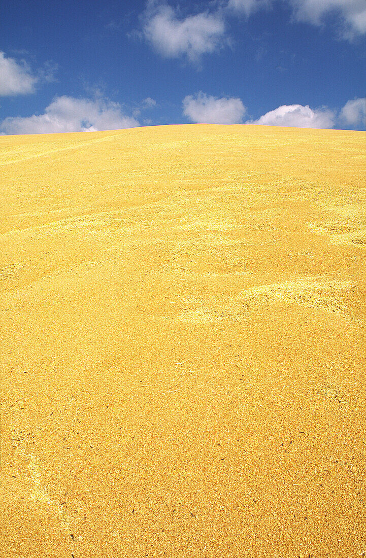 Harvested Wheat Piled into outdoor Bunker, Australia