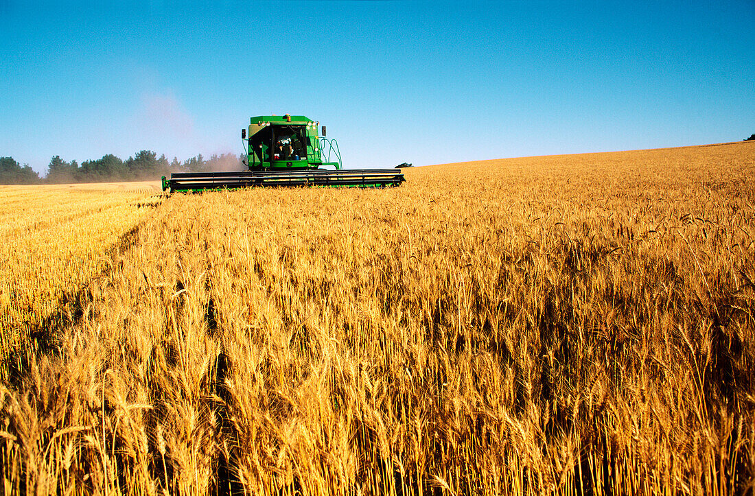 Wheat Harvesting, Australia