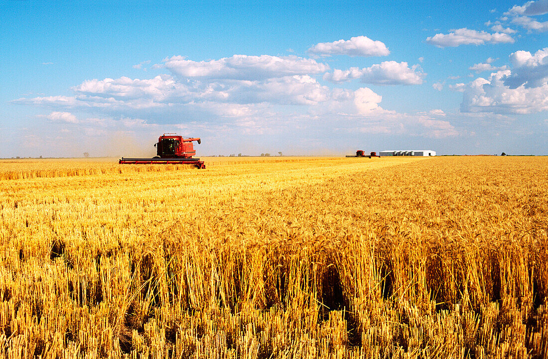 Wheat Harvesting, Australia