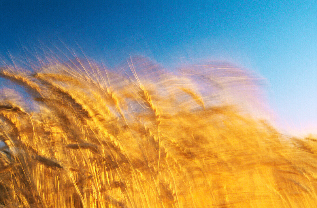 Wheat Crop Ready for Harvest, Australia