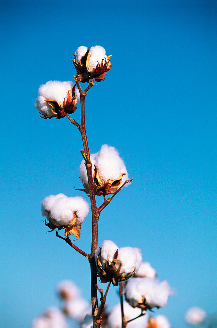 Close-up of Cotton Plant, Australia