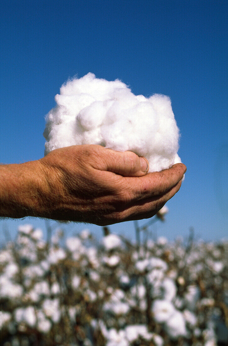 Close-up of Hands Holding Cotton, Australia