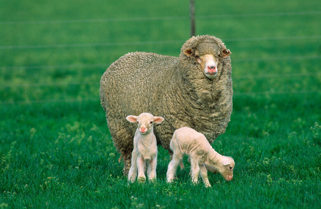 Sheep with Two Lambs