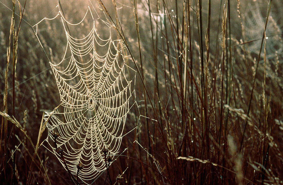 Spider's Web in the Early Morning Dew