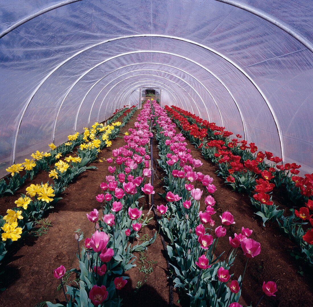 Tulpen wachsen im Warmhaus