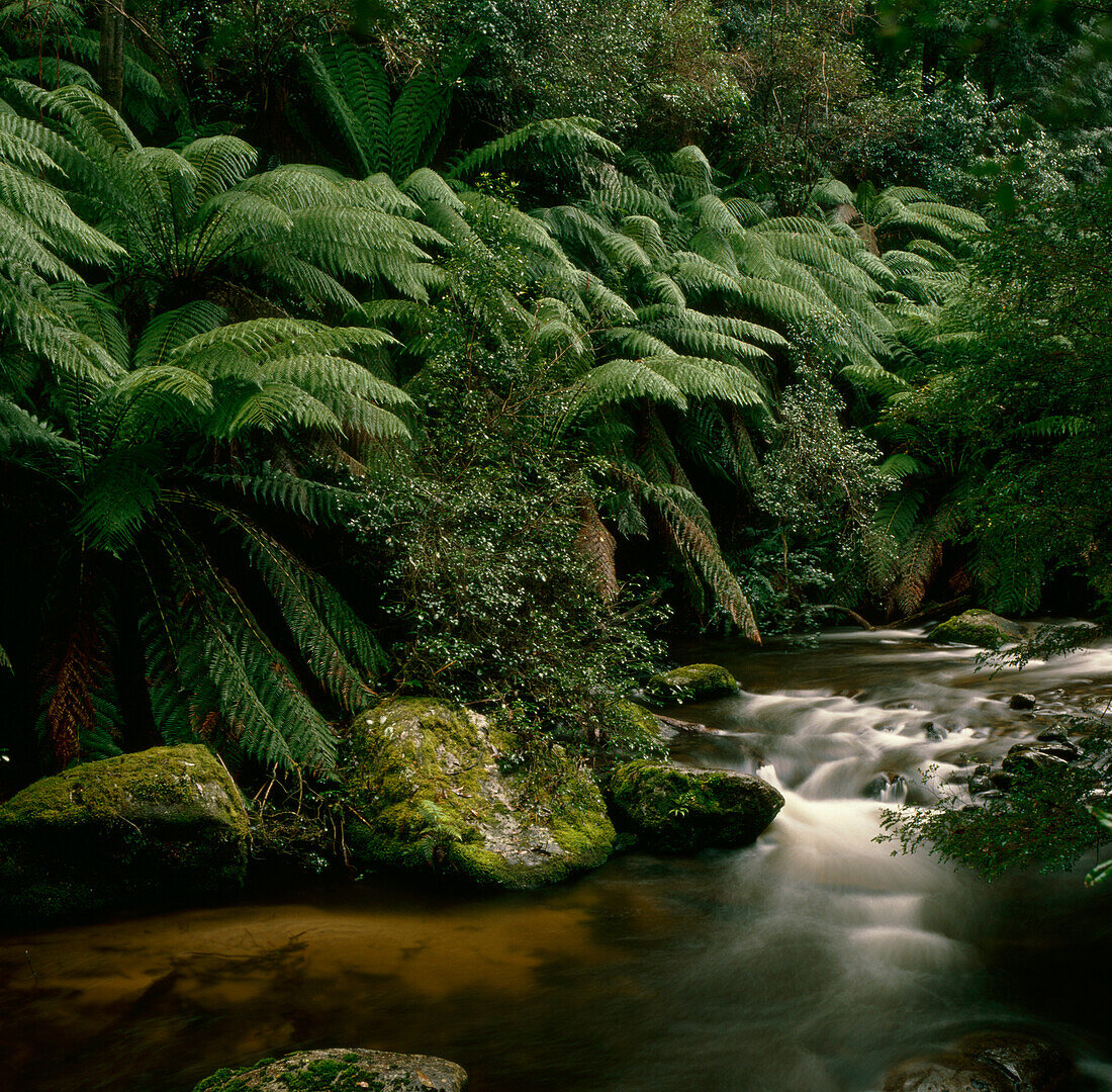 Creek and Ferns in Rainforest