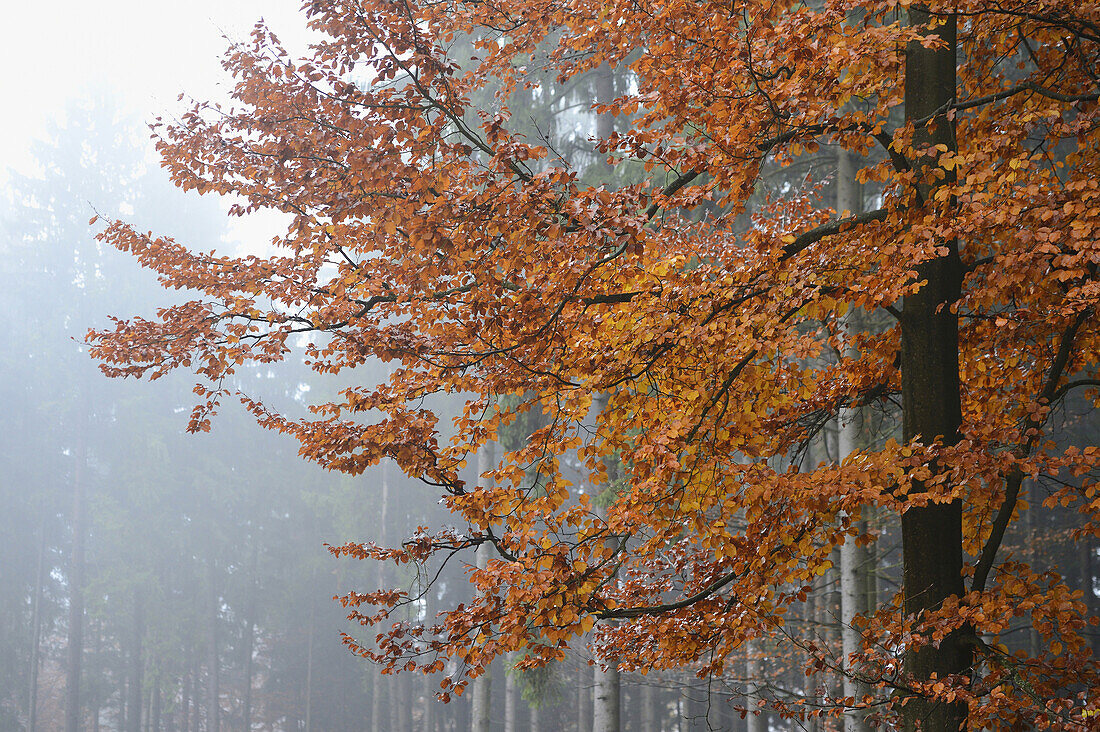 Rotbuchenwald (Fagus sylvatica) im Herbst, Oberpfalz, Bayern, Deutschland