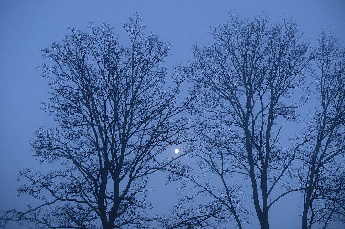 Mond durch kahle Baumzweige im Winter, Oberpfalz, Bayern, Deutschland