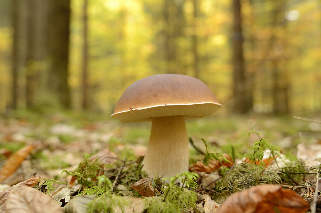 Close-up of Penny Bun (Boletus edulis) on Forest Floor in Autumn, Neumarkt, Upper Palatinate, Bavaria, Germany