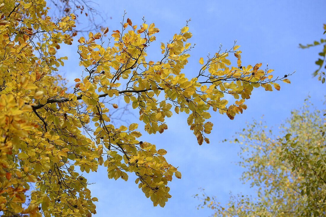 European Beech (Fagus sylvatica) Leaves in Autumn, Upper Palatinate, Bavaria, Germany